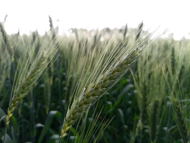 Wheat Spike