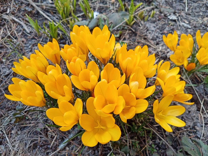 flowers