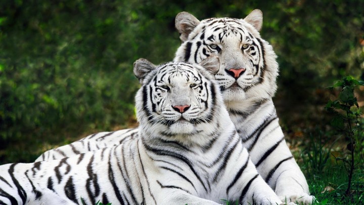 Tyger