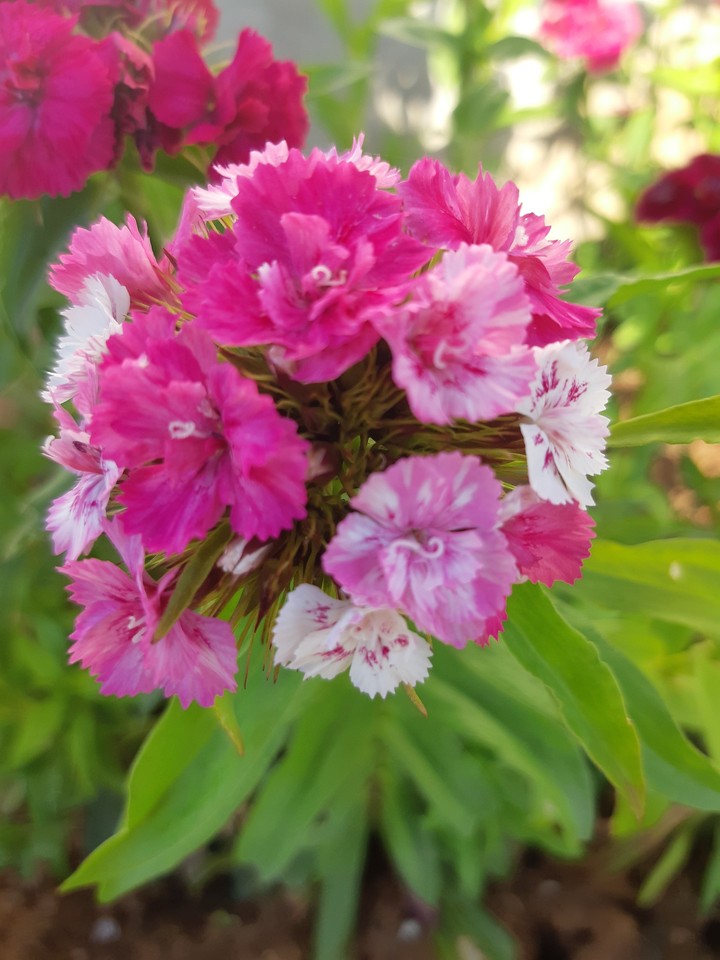 shades od pink carnation