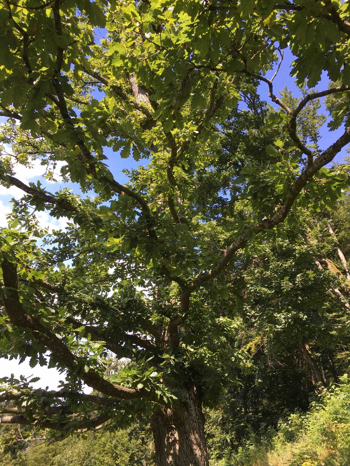 Green tree