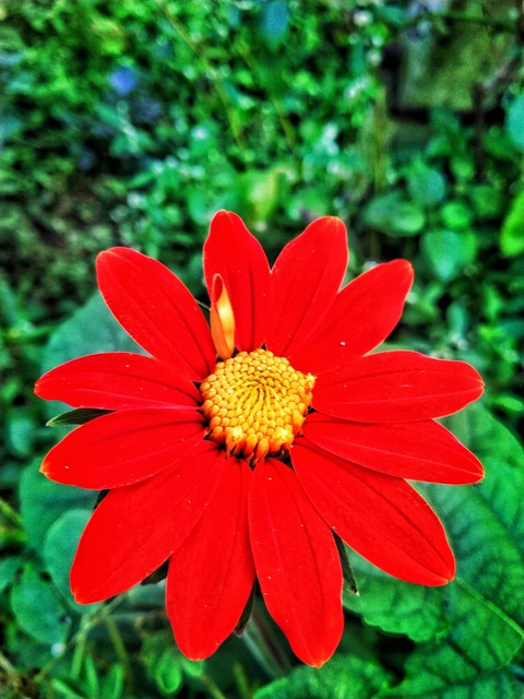 רקעים gerbera, red