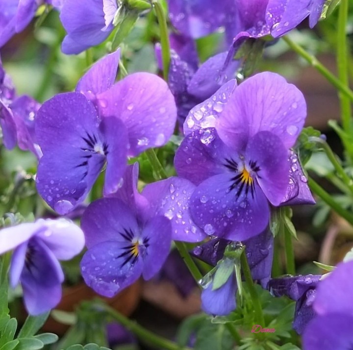 Viola