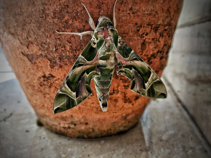 Moth