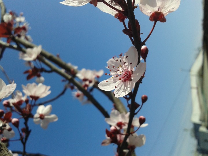 Flor de corazón
