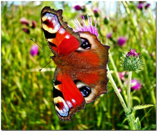 ojos de mariposa