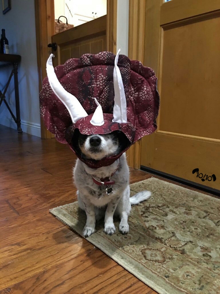 triceratops headed dog..