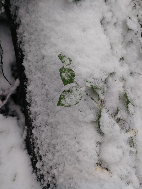 Winter Wonderland 3