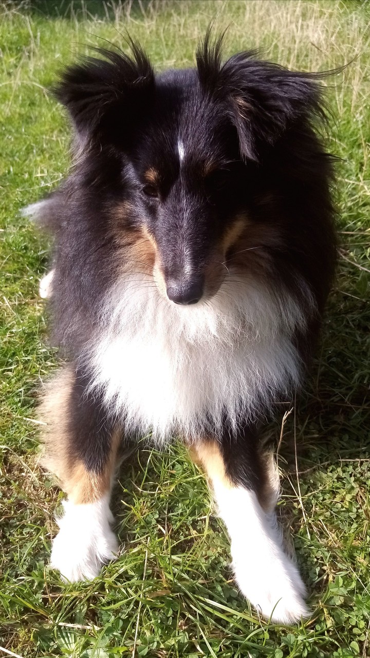 dog