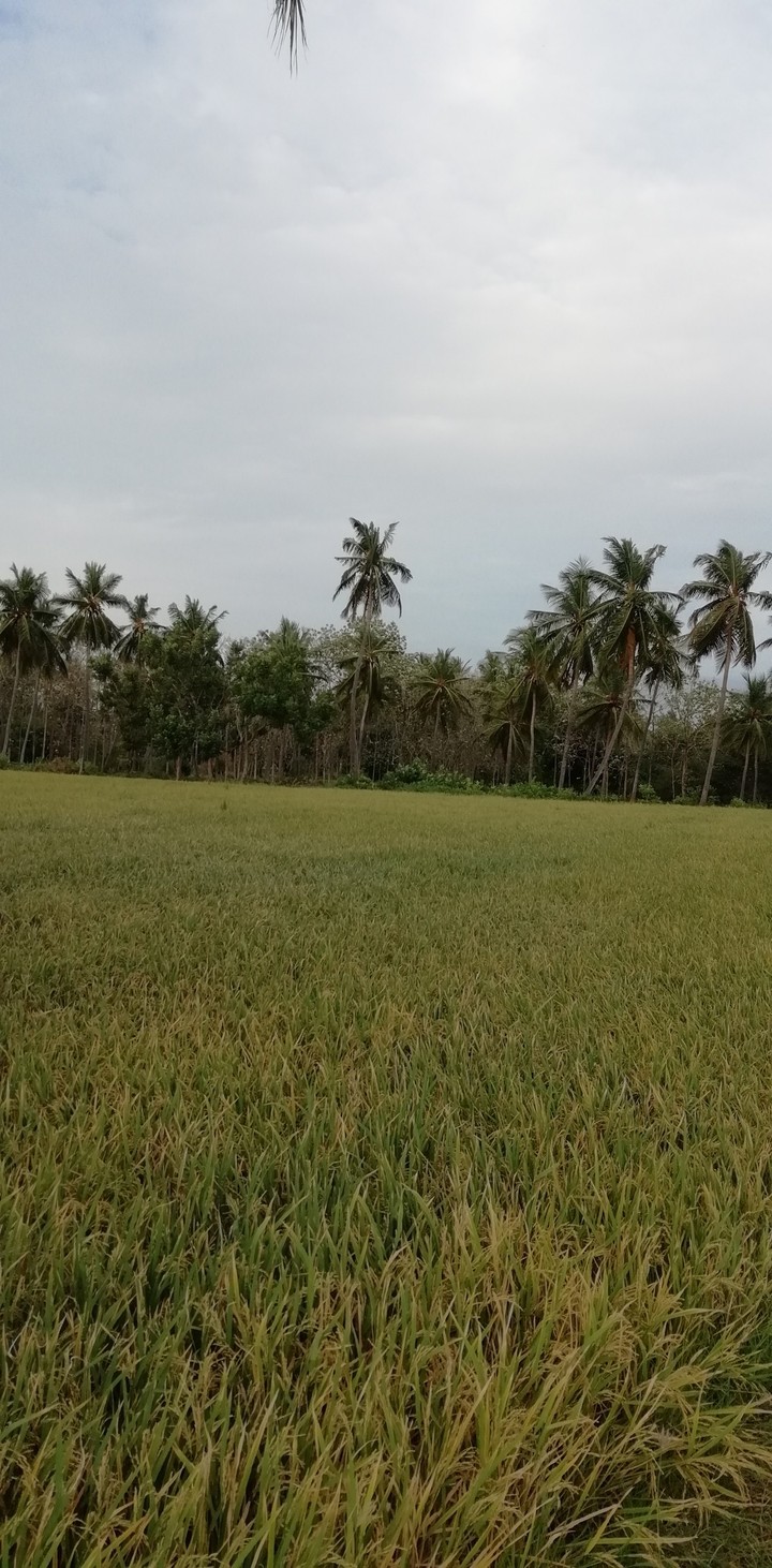 field