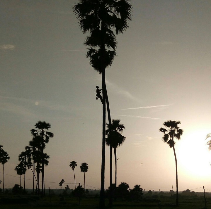 Nature