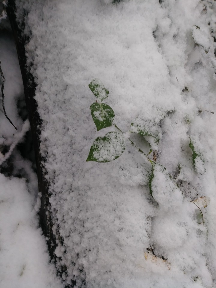Winter Wonderland 3