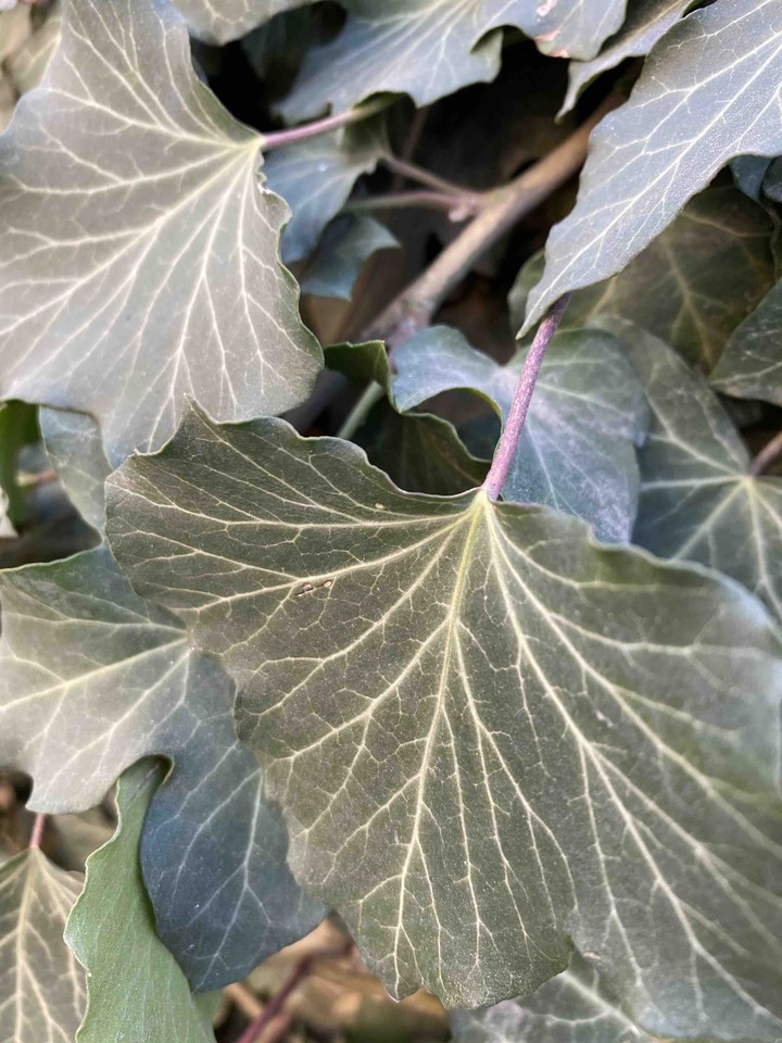 green leaves
