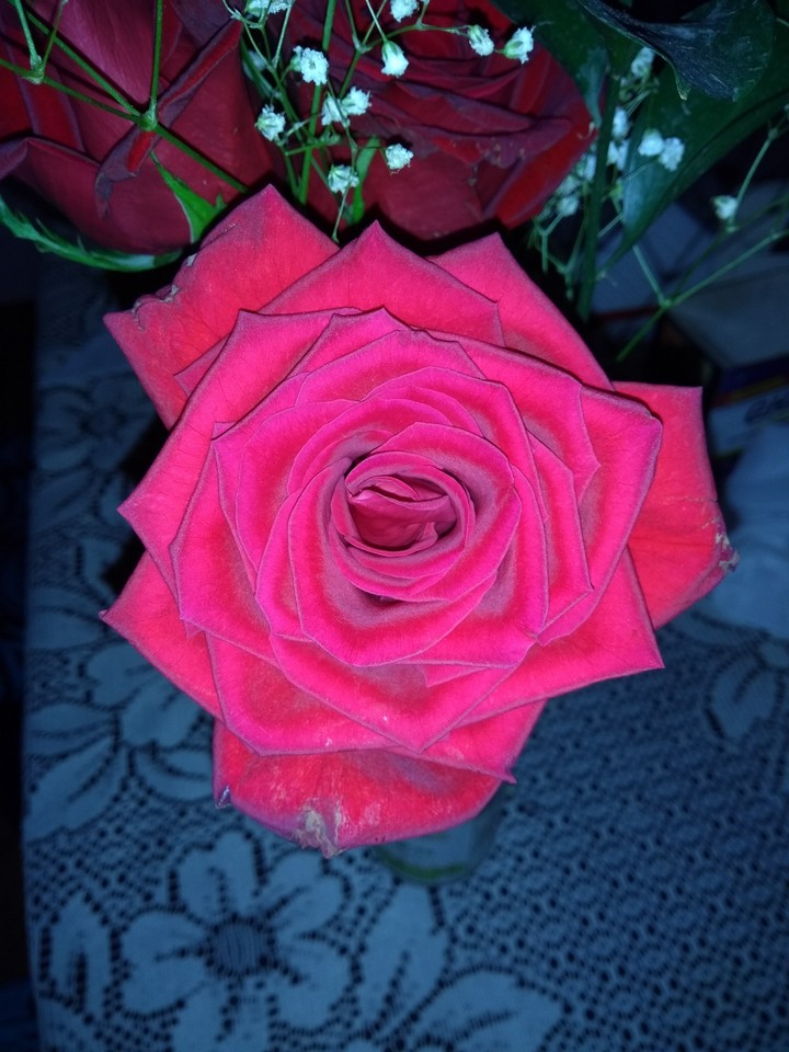 Rosa roja.