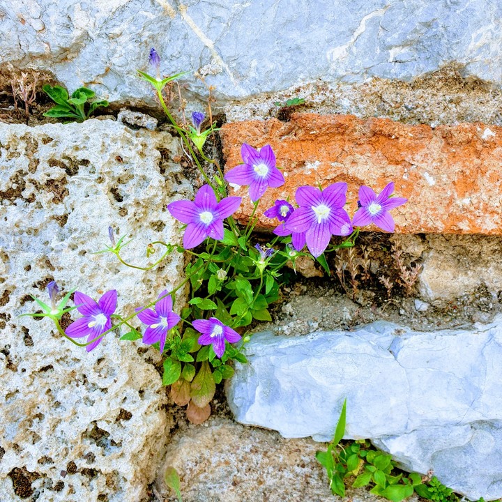 Beautiful flowers