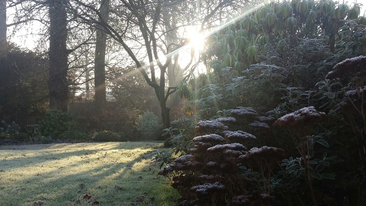Frosty Garden