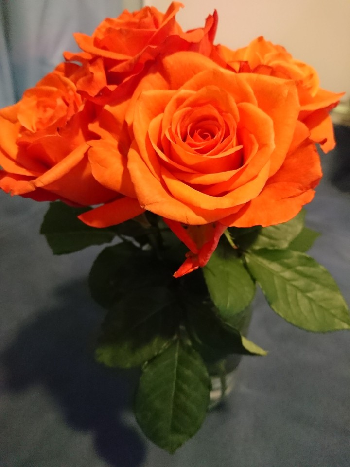 rose