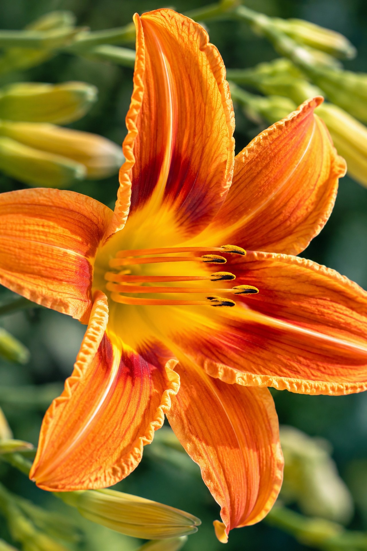 רקעים lily, Close-up