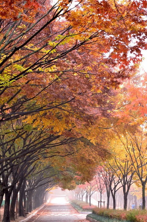 hình nền Orange, road