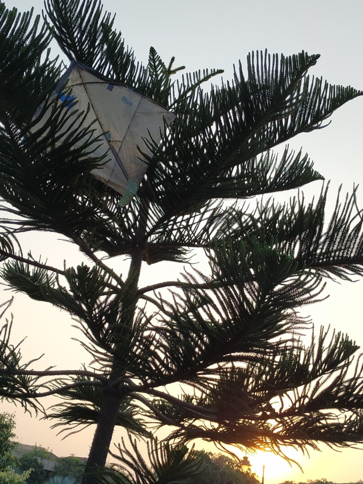 Hidden kite