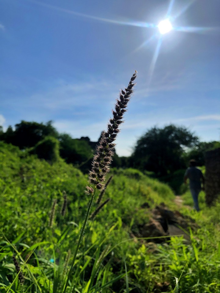 SUNLIGHT