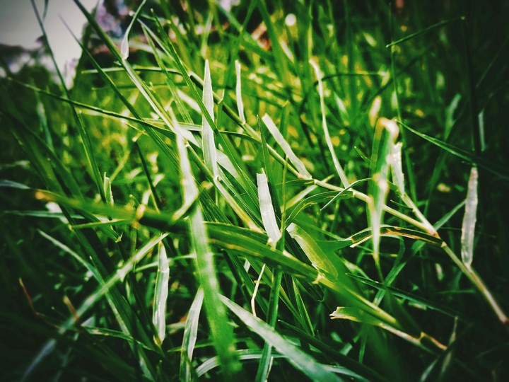 Green Grass Nature