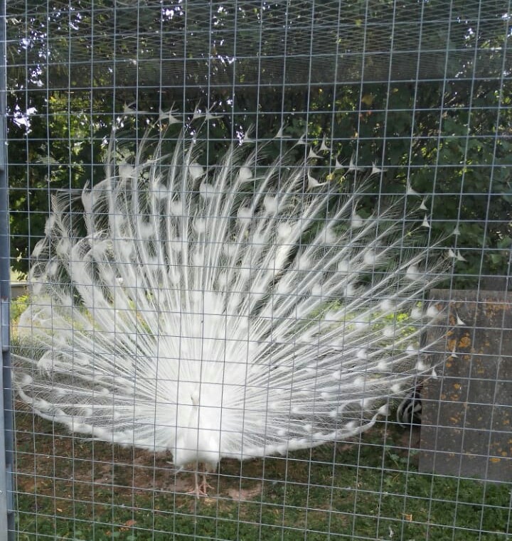 красавица