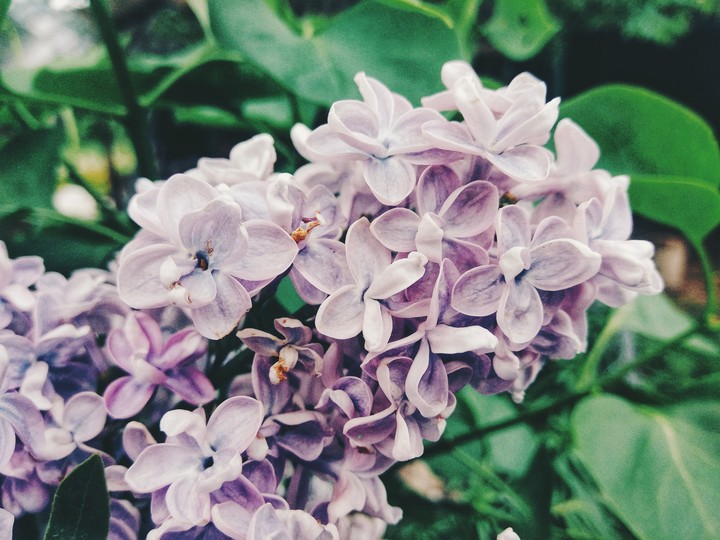 Flowers 2