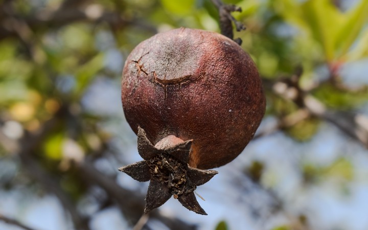 Dry fruit