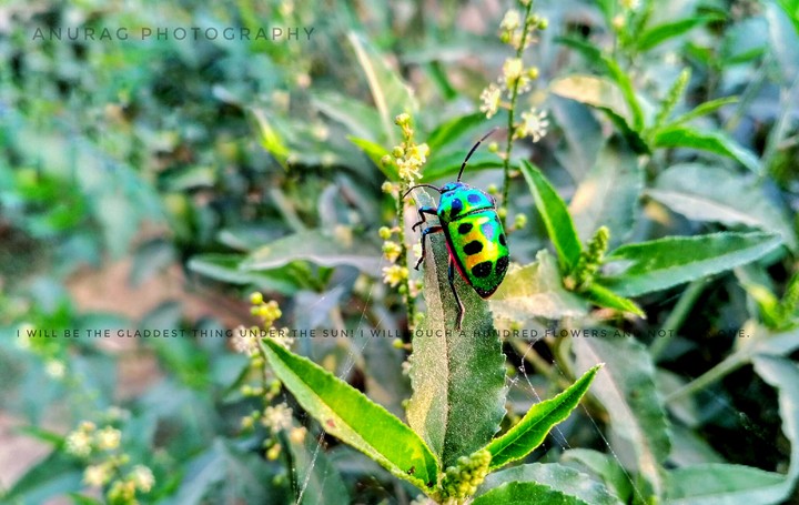 Anurag mobile photography