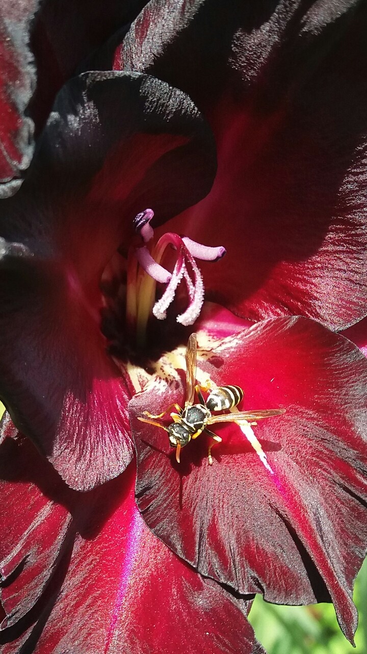 The splendor of nature
