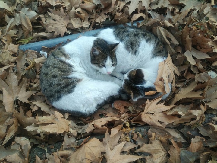 cat