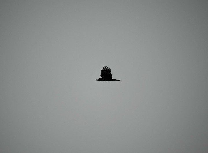The ominous crow