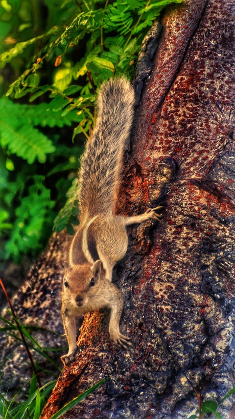 squirrel