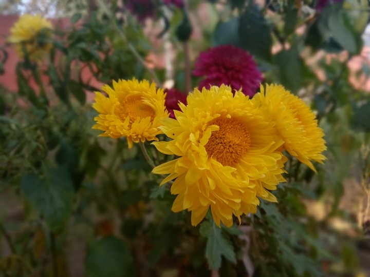js photography