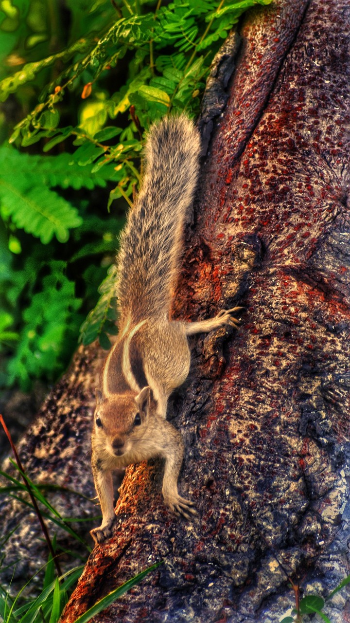 squirrel