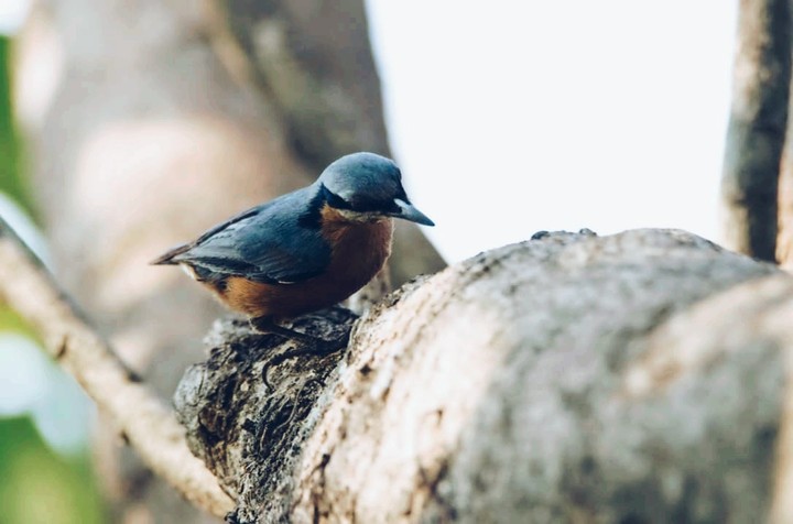 bird