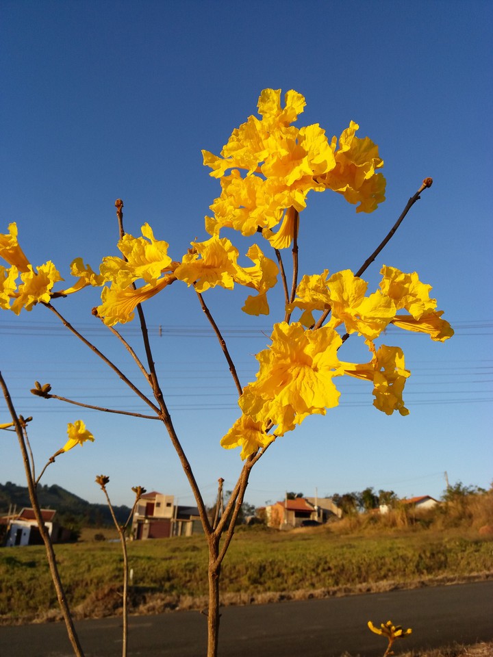 Ipê