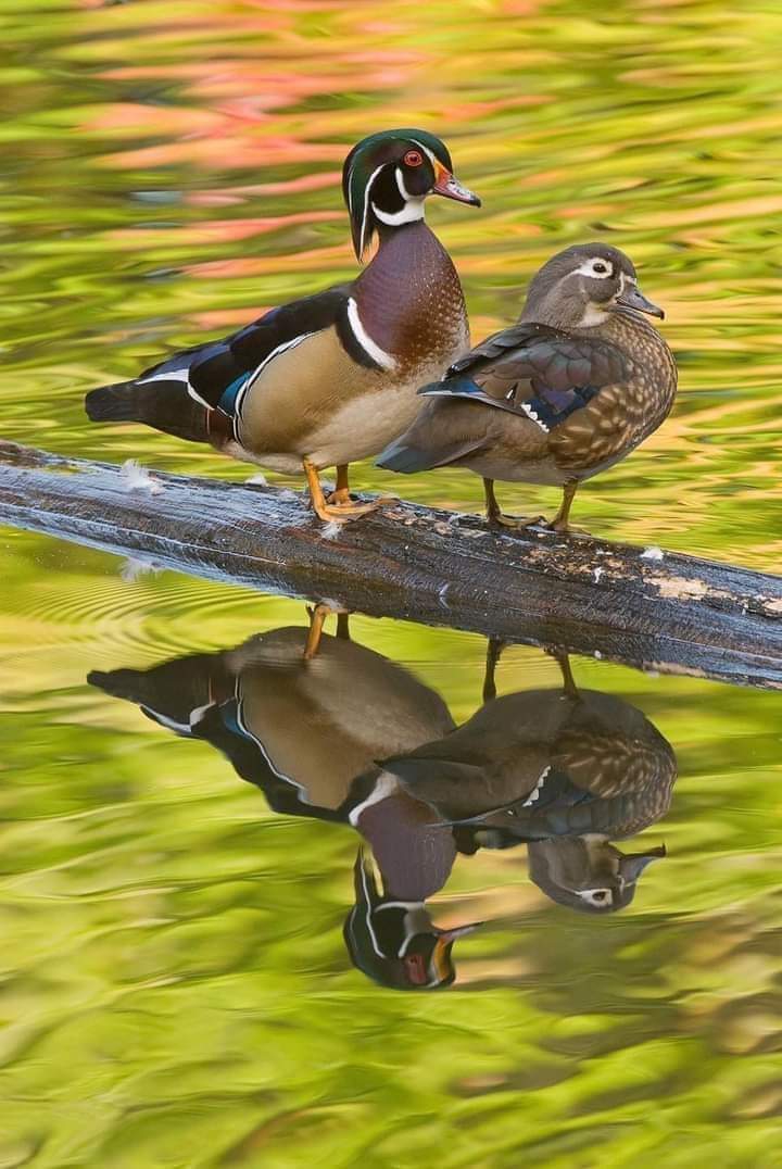 bird