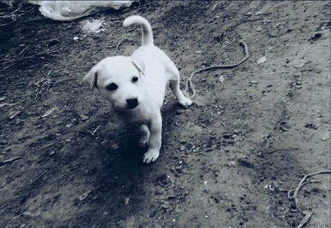 puppy