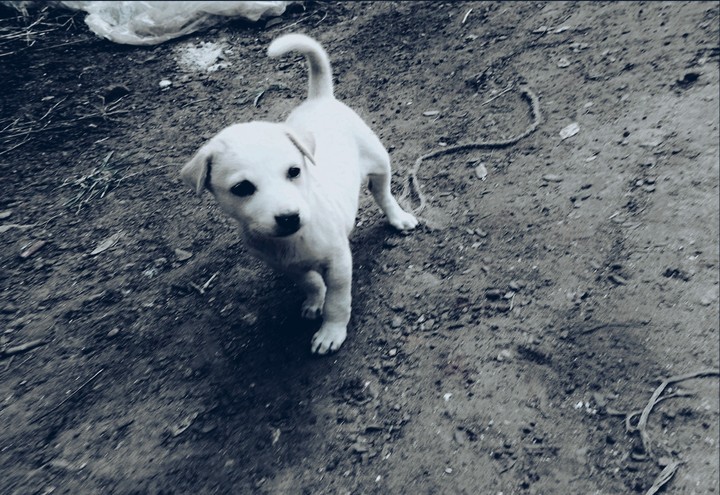 puppy