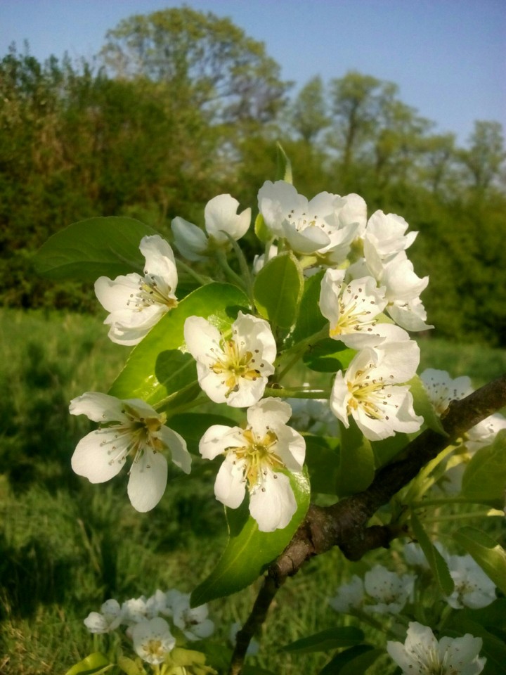 Natur