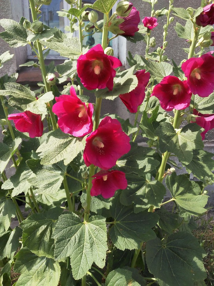 flowers