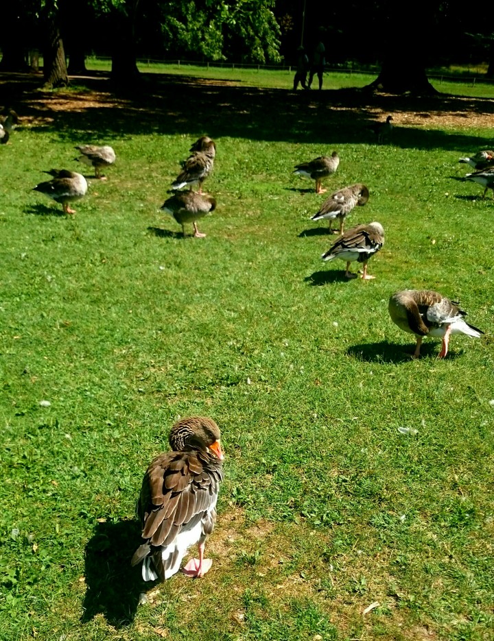 NATURAL GATHERING