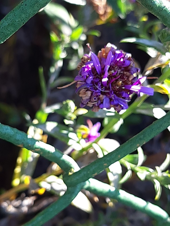 #purple Aster