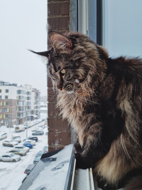 snow, Carnivore achtergronden