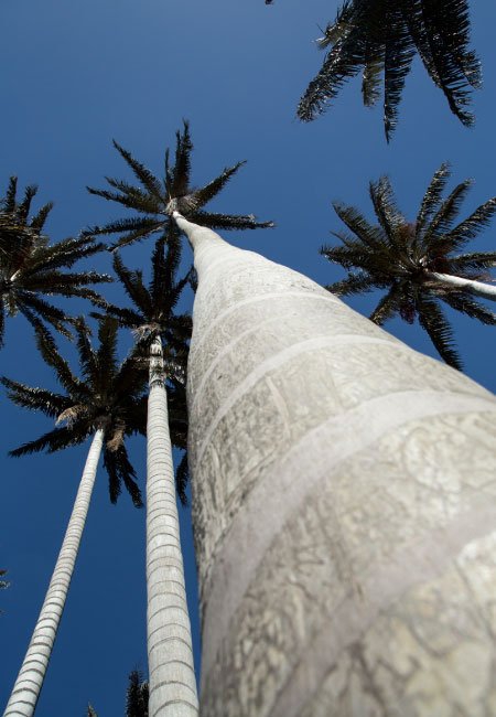 Palma de cera Colombia