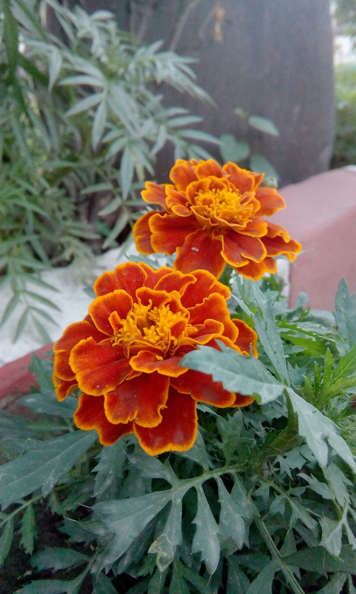 flwr frm garden