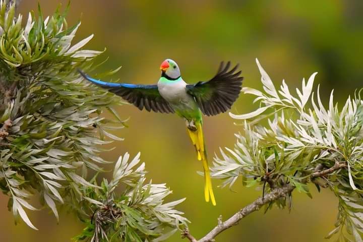 Flying