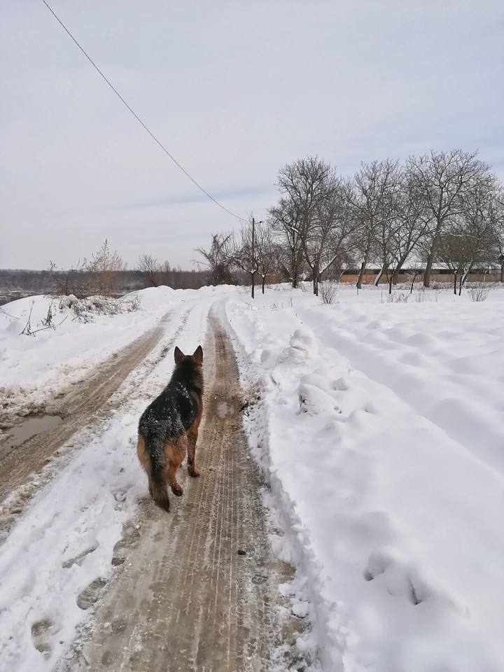 Dog